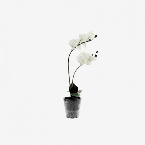 43cm White Orchid 2 Stems From Instant furniture outlet