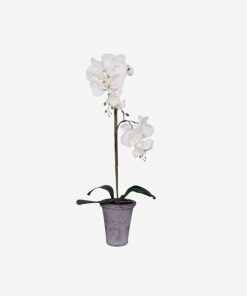 IFO 69CM White Orchid Single Stem