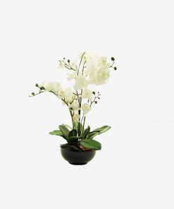 64CM White Orchid 4 Stems IFO