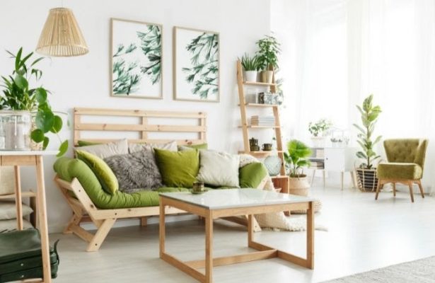 Best decor Plants for Living Room from IFO